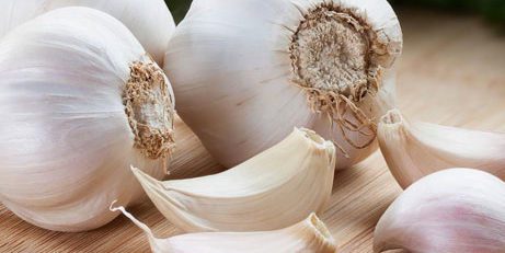 Garlic Study