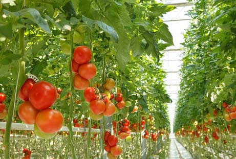 Tomato Study - Bluezone Products